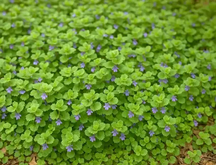 Lierre terrestre : une plante rampante aux puissants bienfaits respiratoires