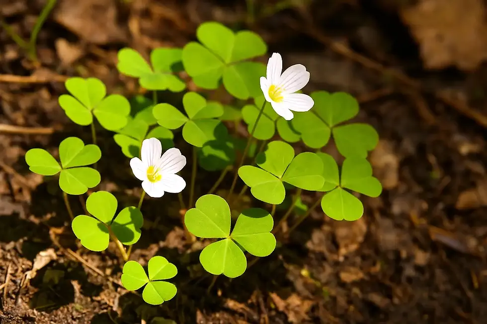 oxalis petite oseille