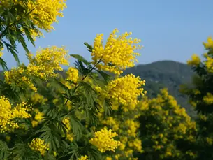 Le mimosa, fleur solaire et symbole de la Provence