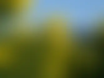 Le mimosa, fleur solaire et symbole de la Provence