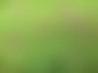 Le trèfle des prés : une fleur discrète aux effets puissants