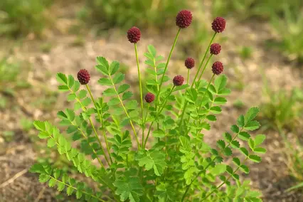 Pimprenelle : une feuille discrète pour la digestion et la fraîcheur