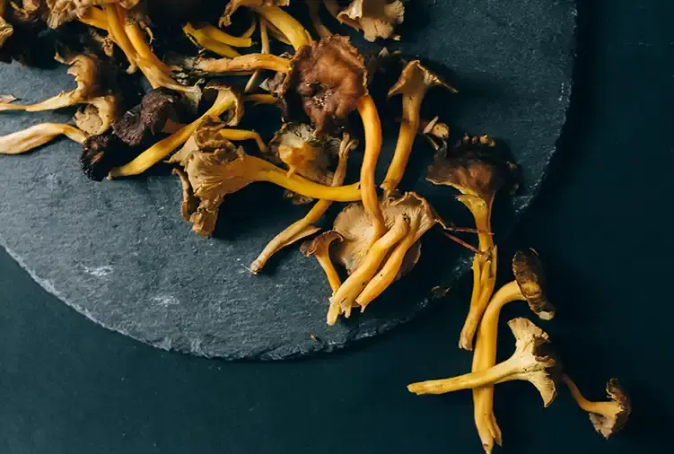 chanterelle en tube