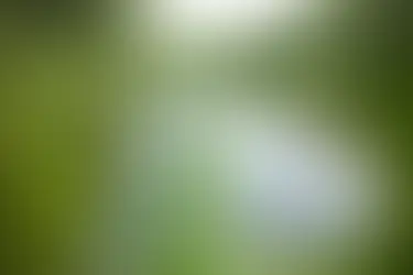 La menthe sauvage : une plante aromatique aux vertus multiples