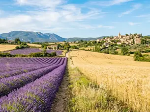 Golden Fields of Provence: When and Where to Find Them