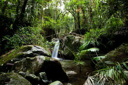 Mossman Gorge 3