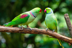 Kuranda Birdworld