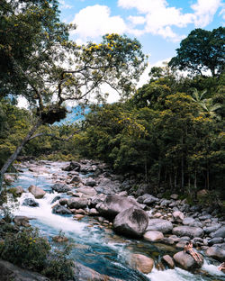 Mossman Gorge 4