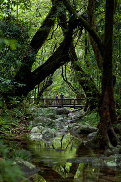 Mossman Gorge 2