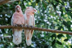 Kuranda Birdworld 3