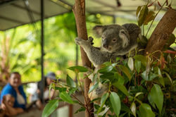 Kuranda Koala 3