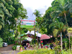Kuranda Koala