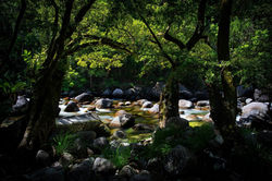 Mossman Gorge 5
