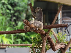 Kuranda Koala 2
