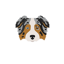 berger australien chien