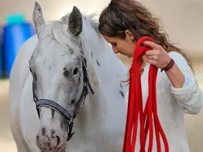 Focus on Elodie Hammiche / Le Cheval Enseignant ( The Horse as Teacher )