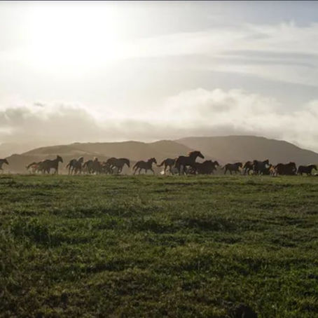 Cheval, explique moi comment bouge le vent ...