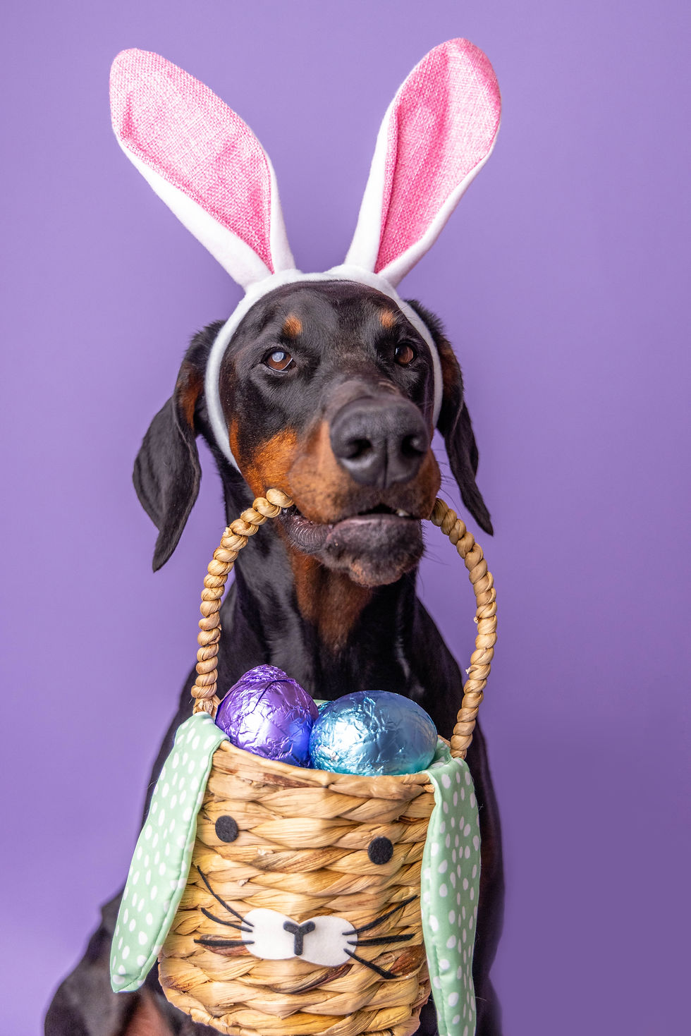 The Dogs Din Dins Easter Shoot