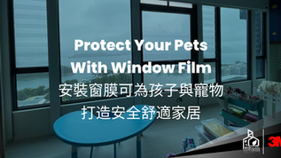 Protect Your Pets With Window Film