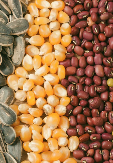seeds-web-image-oecd_edited_edited.jpg
