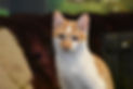 peaches.jpg