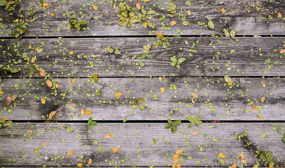 Flowers on Wood_edited.jpg