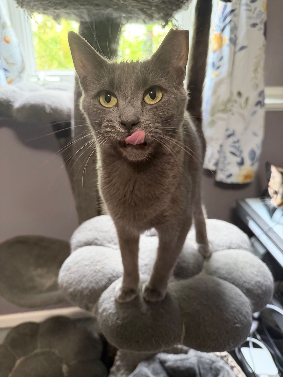Cat & Kitten Adoptions