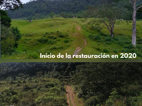 ¿Cuánto cuesta restaurar una hectárea en Colombia?