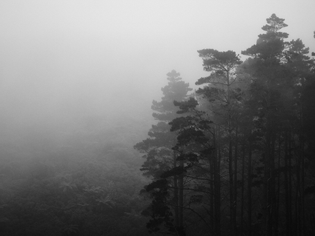 A misty view of trees