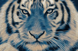 Tigre