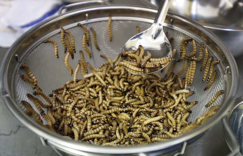 European Union’s food safety agency says worms are safe to eat
