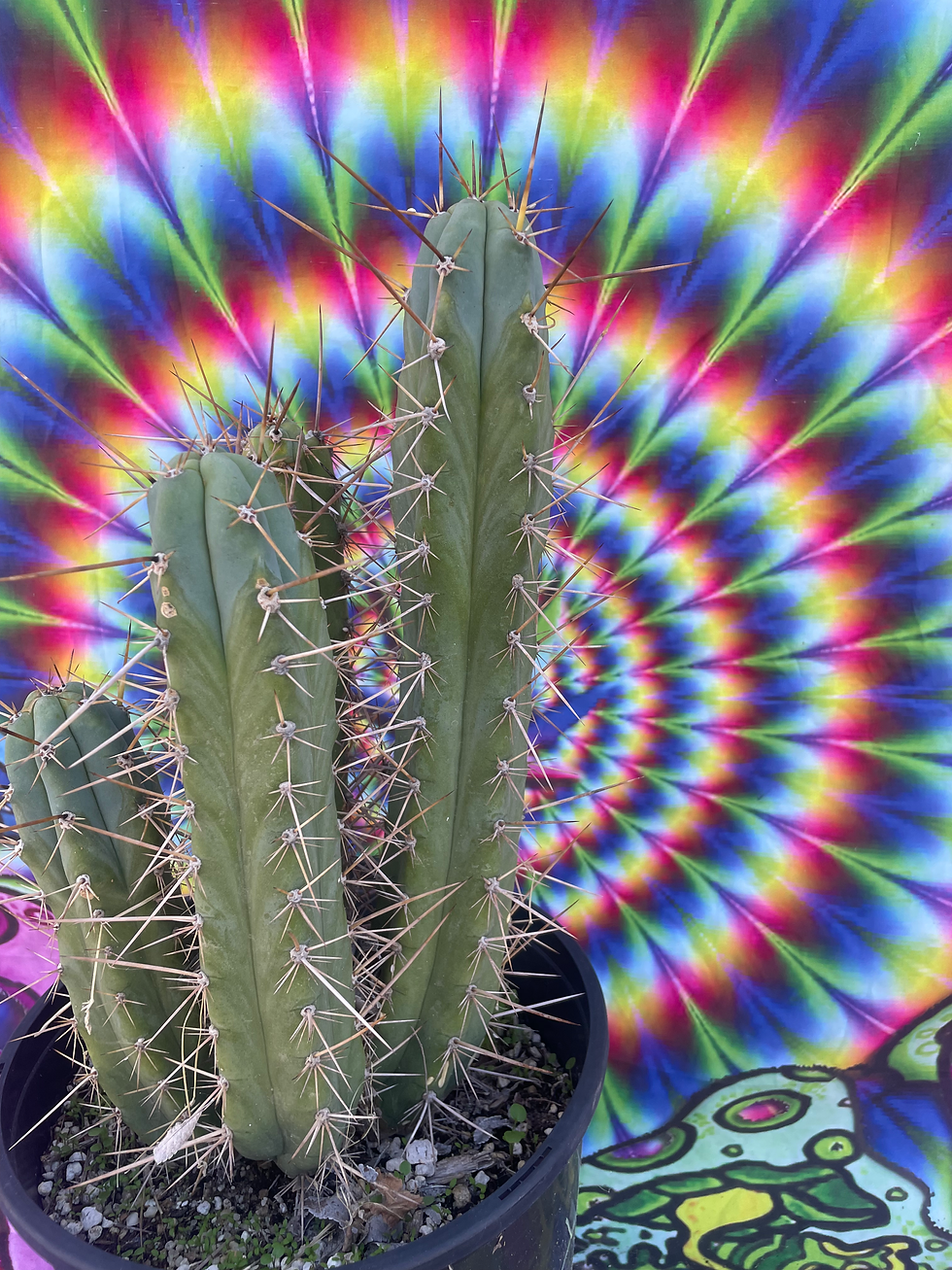 Thumbnail: Misplants 2016 Mix Trich - Seed Grown 12" tip