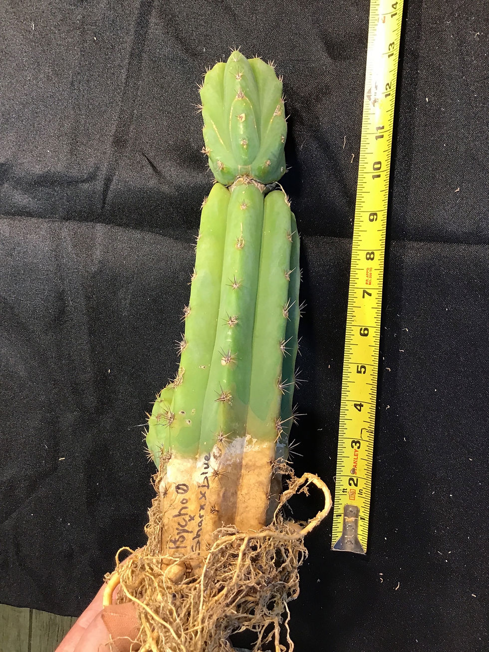 Thumbnail: T. Bridge “psycho 0” x t.Peru “sharxx blue” rooted 13”