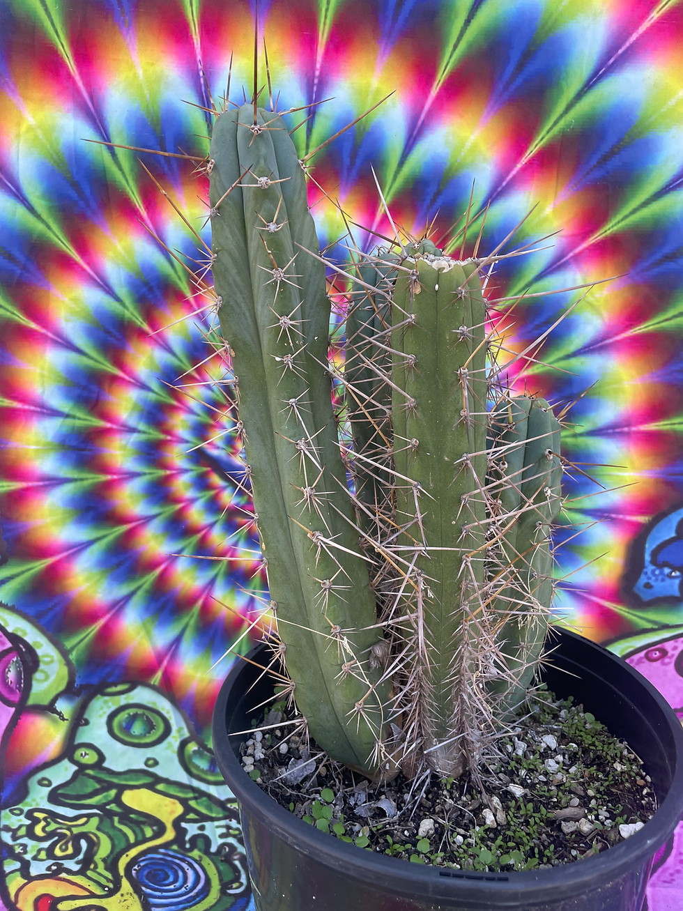 Thumbnail: Misplants 2016 Mix Trich - Seed Grown 12" tip