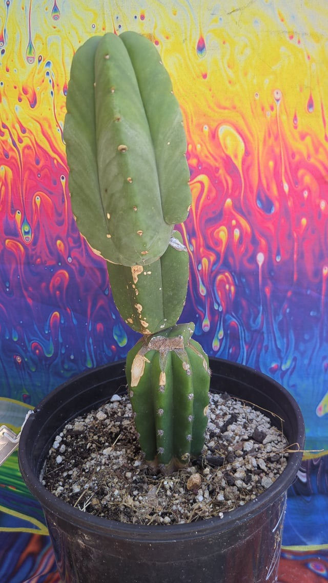 Thumbnail: T. Scopulacola “Zed” Graft on Bachs Faux Scop Full Plant Bare Root