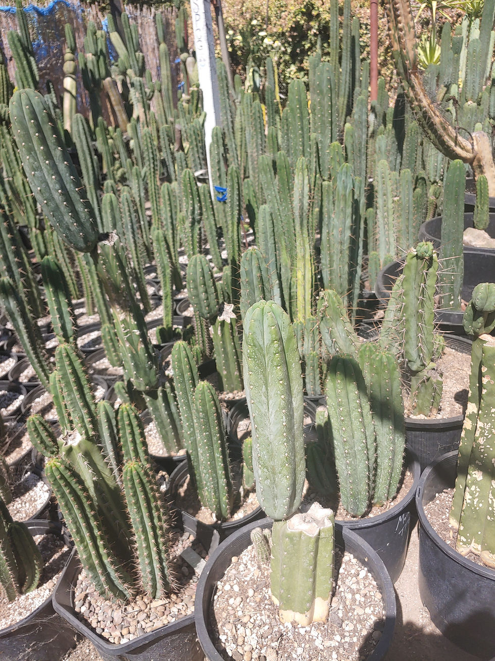 Thumbnail: Random mystery Trich