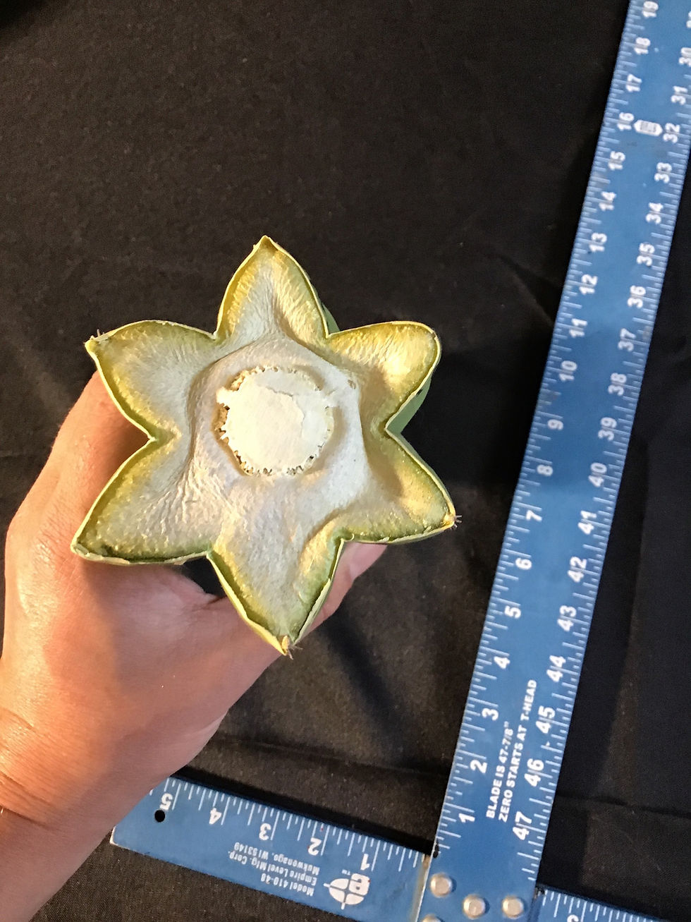 Thumbnail: T. Hybrid “Olivia x Scop” 12” tip cut