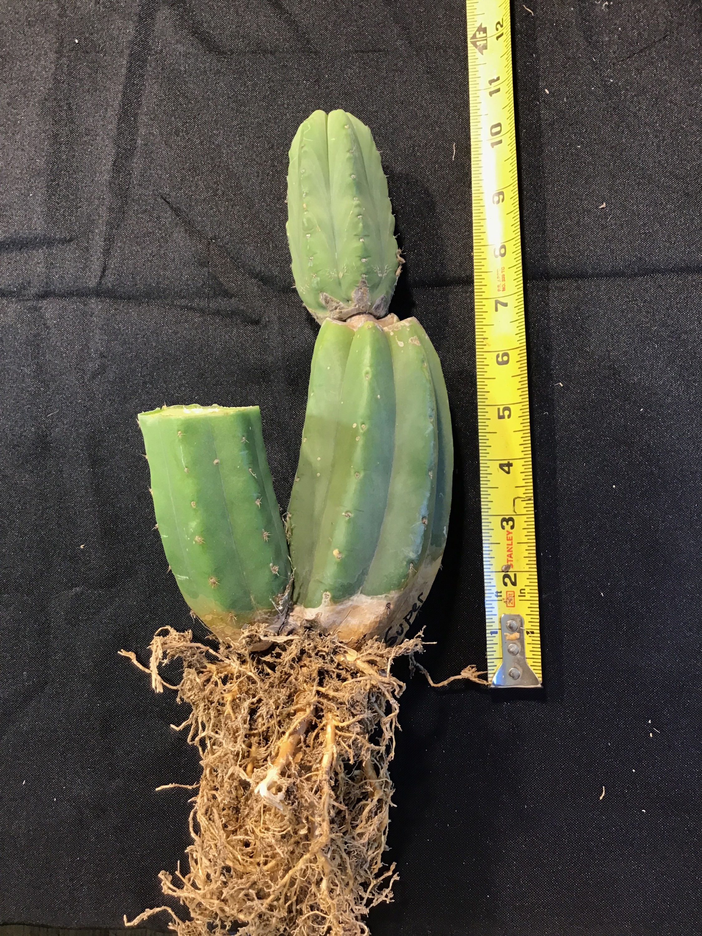 T. Pach “super Pedro” 10.5” rooted 