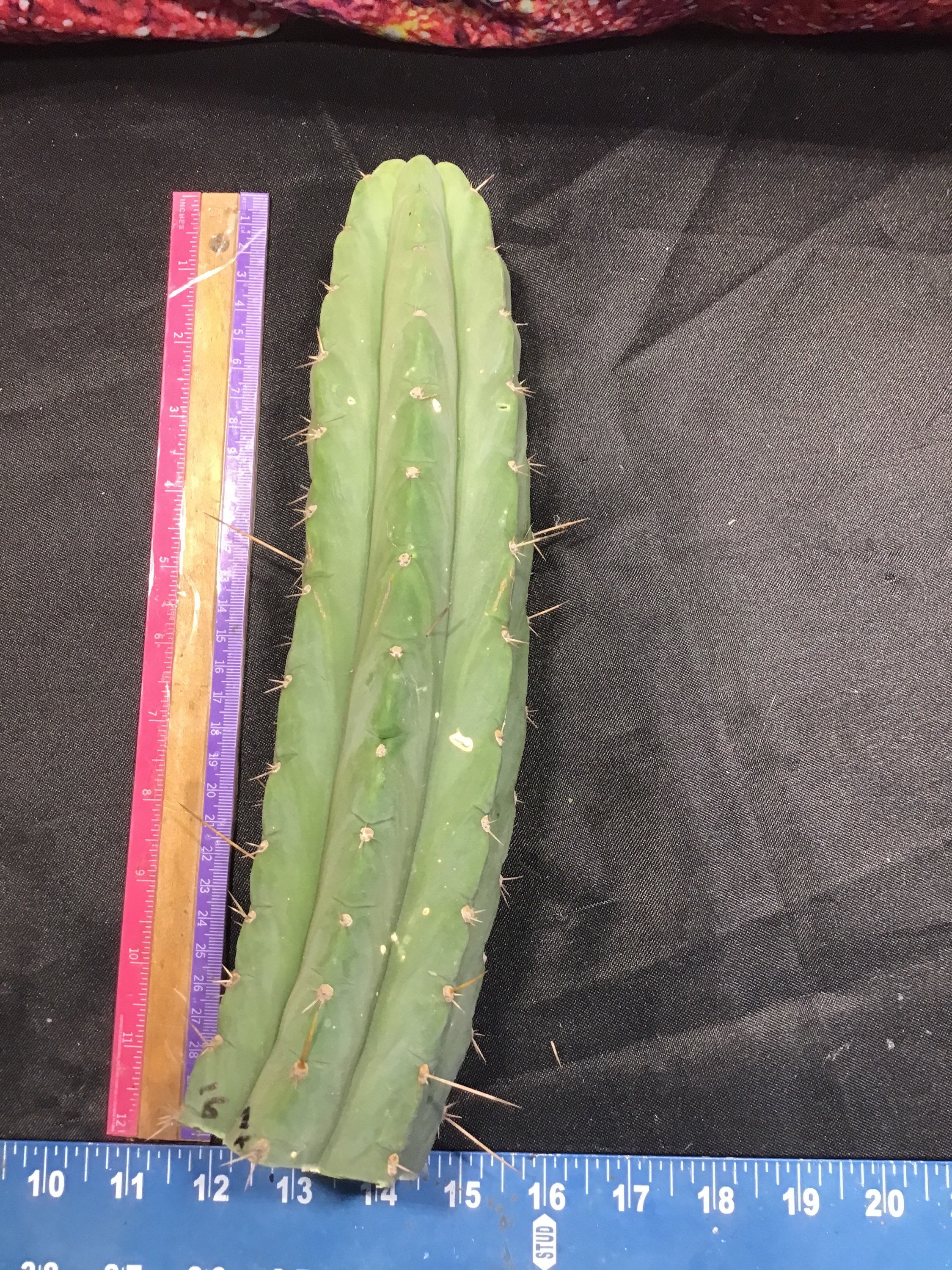 Seed grown Trich “2016 mixtrich” 12” tip cut 