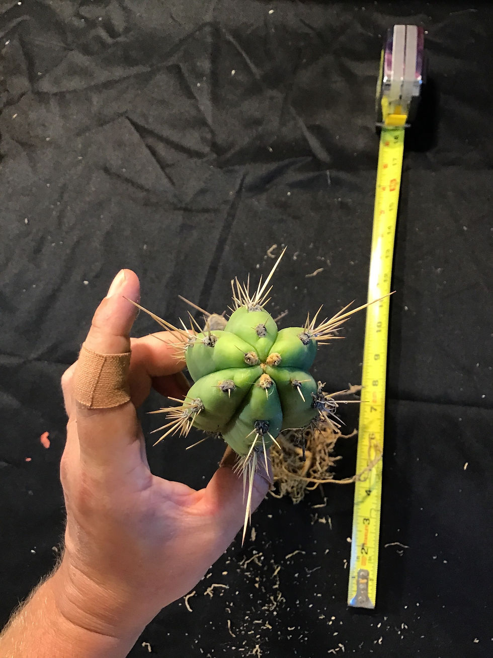Thumbnail: Lost label trich. 15” rooted 