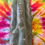 Thumbnail: T. Peru “Grandfather” 10.5”L x 5”W