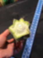 Thumbnail: T. Peru "liz" tip cut 12"