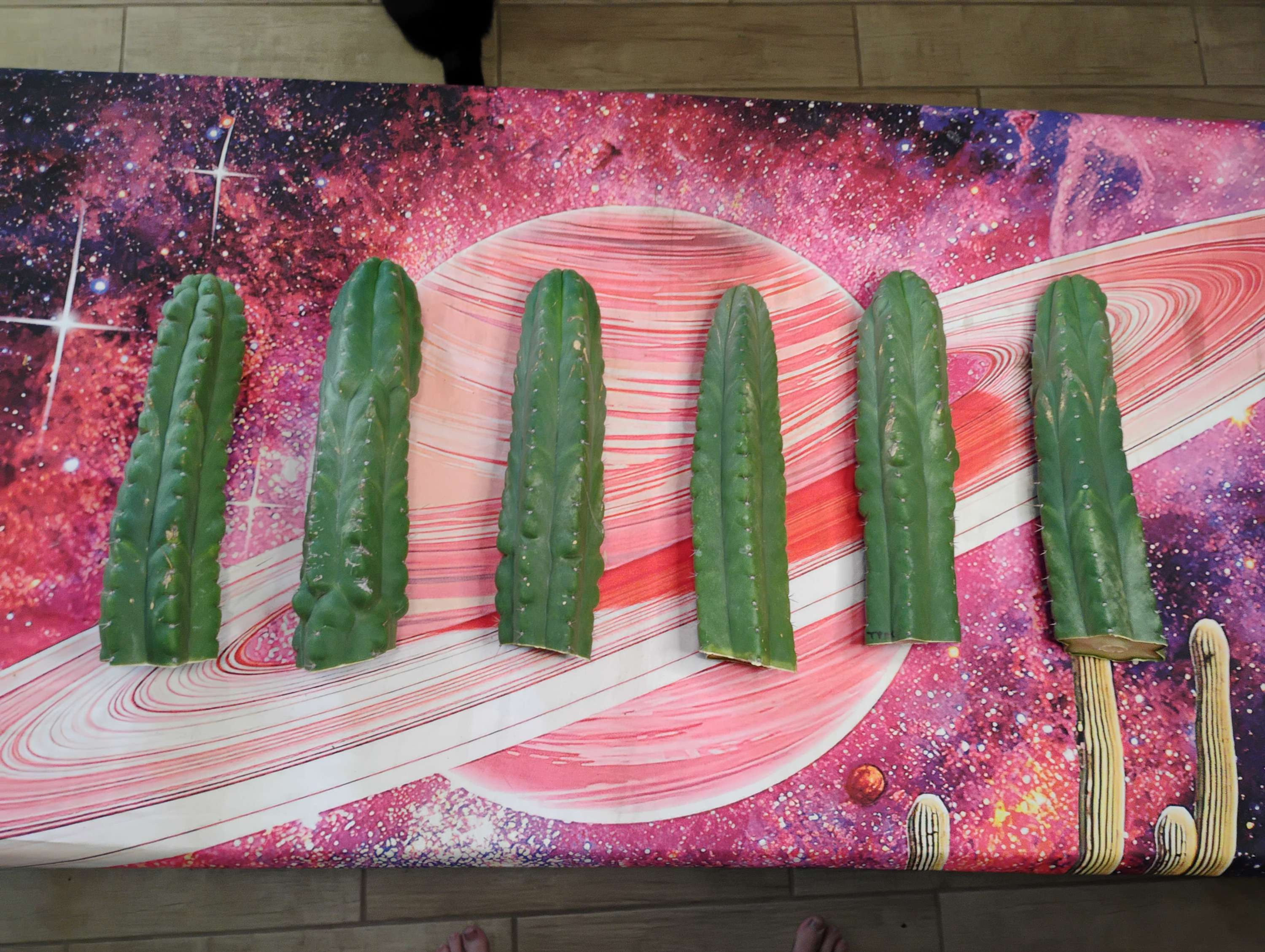 T. Pach Monstrose 12" tip cutting