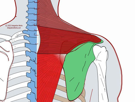 Mobile Massage: A Story About Relieving Tension in the Trapezius Muscle