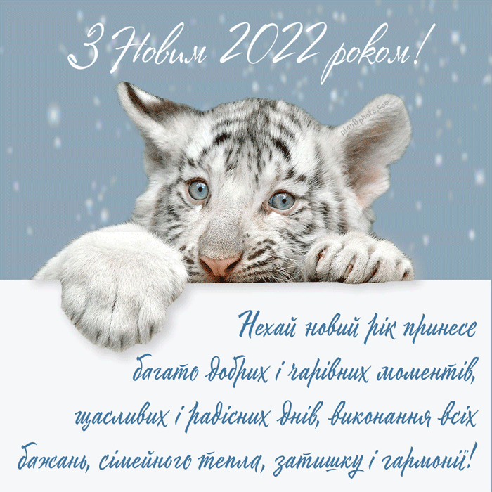 tiger-snowy.gif