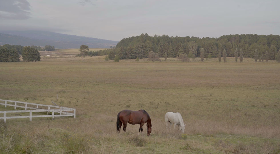 Screenshot 2025-01-22 at 7.36_edited.jpg