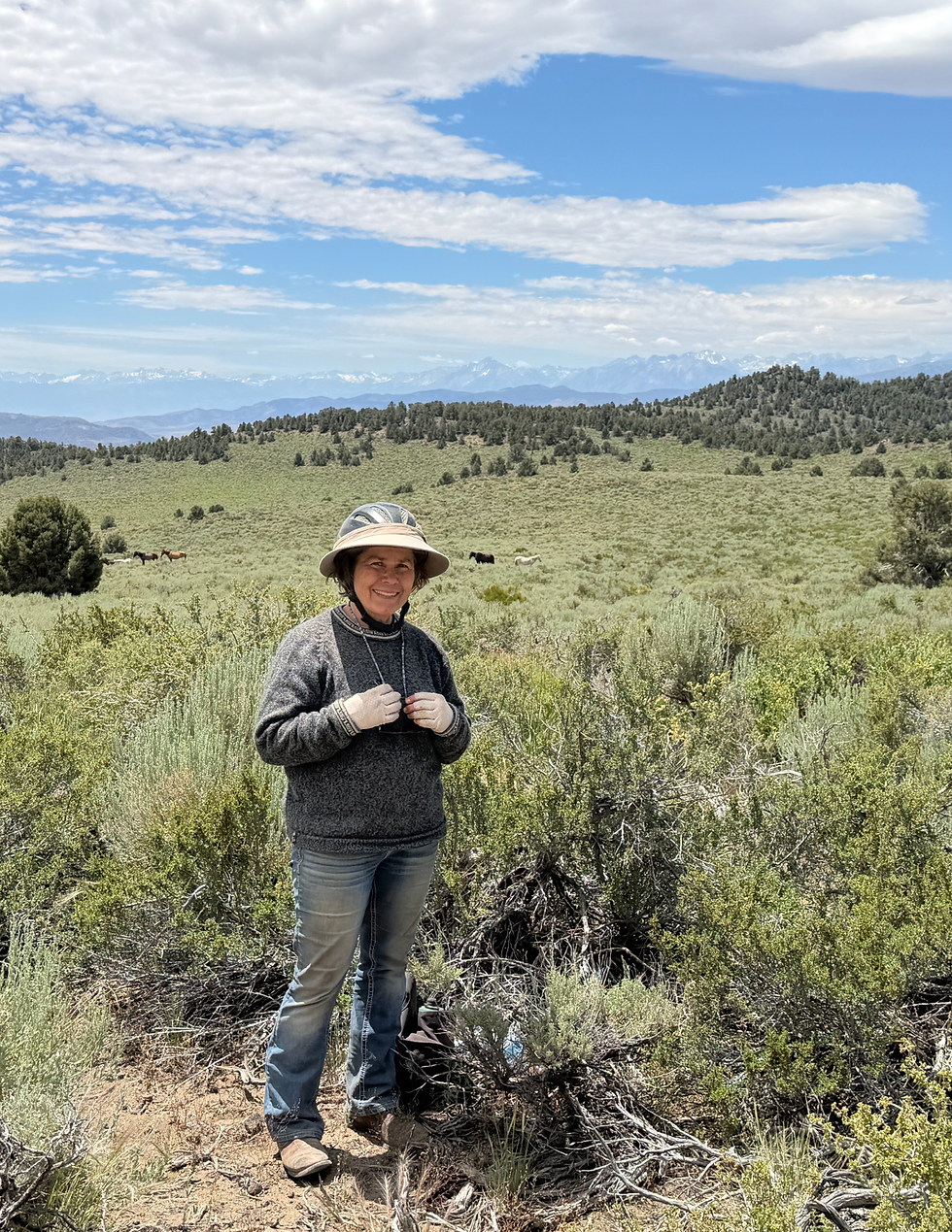 Lunch With The Wild Horses