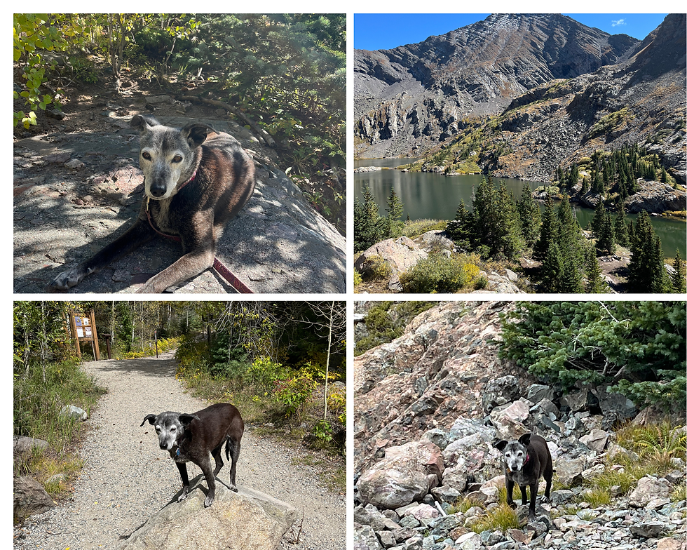 My dog Pepper hiking outside of Crestone, Colorado.