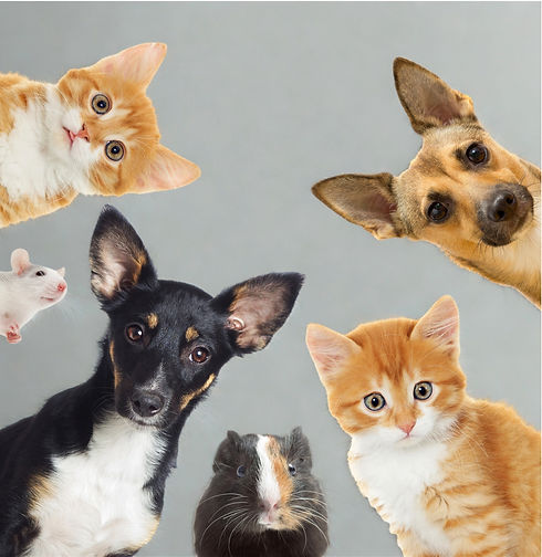 PetCollageFinal_edited_edited.jpg