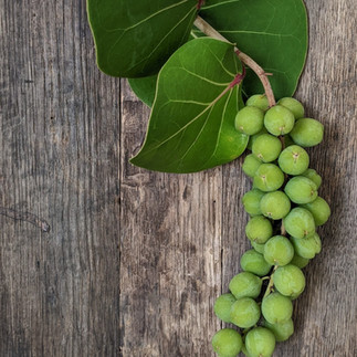 Barbados Sea Grape bunch